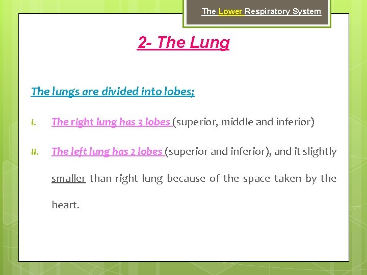 The Lower Respiratory System 2 - The Lung The lungs are divided into lobes;