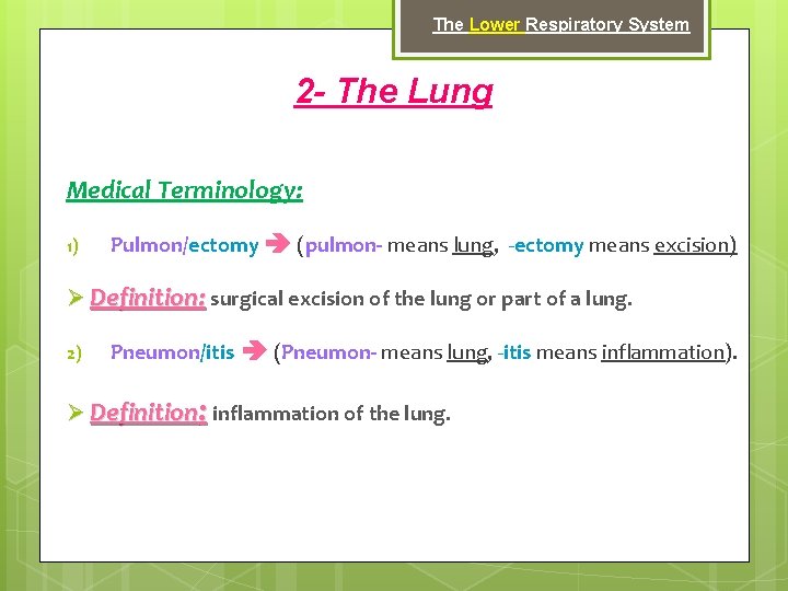 The Lower Respiratory System 2 - The Lung Medical Terminology: 1) Pulmon/ectomy (pulmon- means
