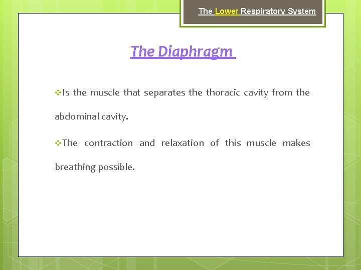 The Lower Respiratory System The Diaphragm v. Is the muscle that separates the thoracic