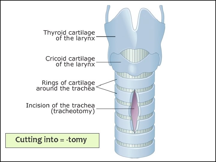Cutting into = -tomy 