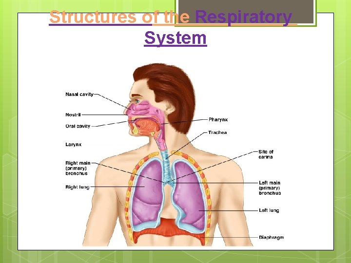 Structures of the Respiratory System 