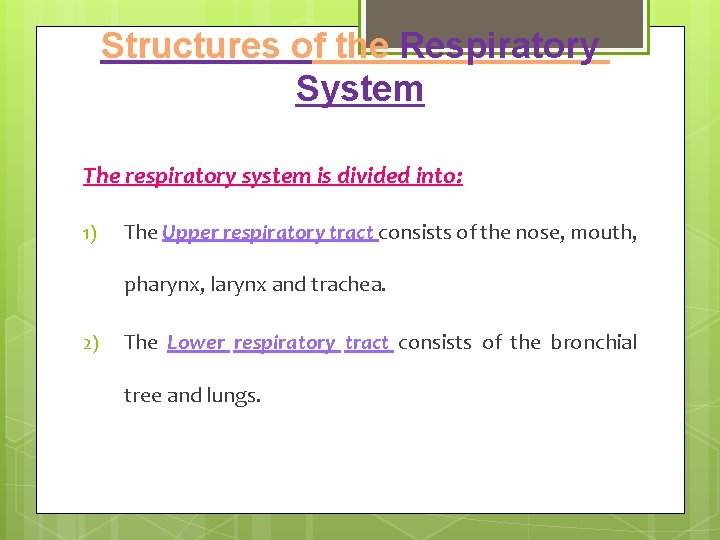 Structures of the Respiratory System The respiratory system is divided into: 1) The Upper