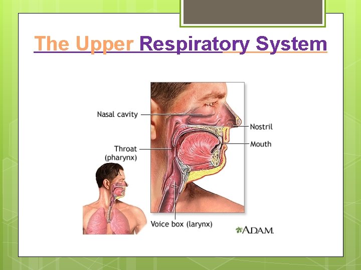 The Upper Respiratory System 