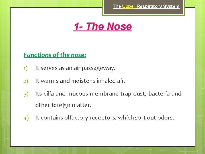 The Upper Respiratory System 1 - The Nose Functions of the nose: 1) It