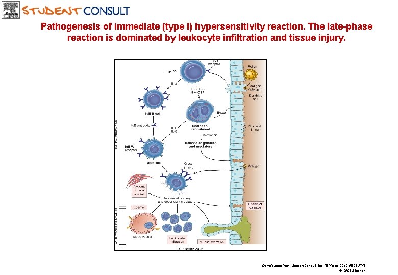 Pathogenesis of immediate (type I) hypersensitivity reaction. The late-phase reaction is dominated by leukocyte