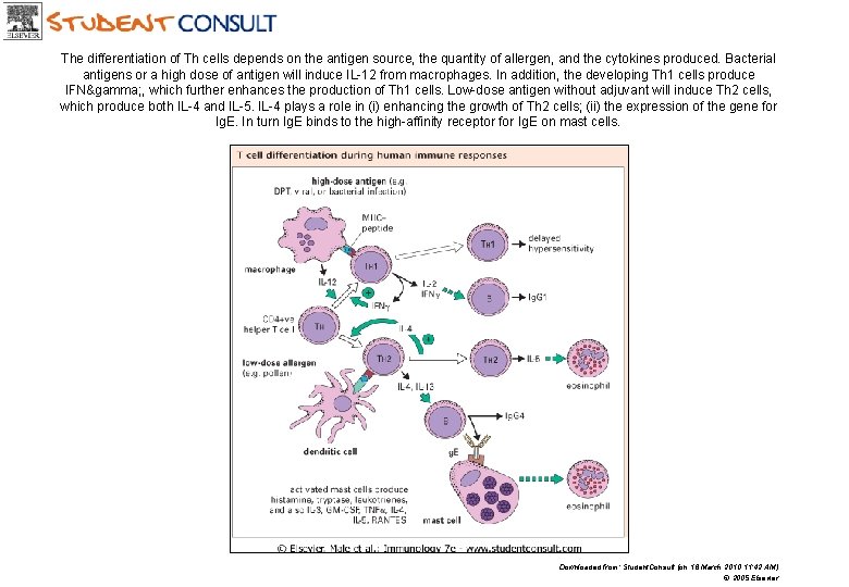 The differentiation of Th cells depends on the antigen source, the quantity of allergen,