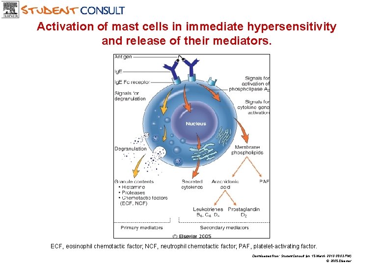 Activation of mast cells in immediate hypersensitivity and release of their mediators. ECF, eosinophil