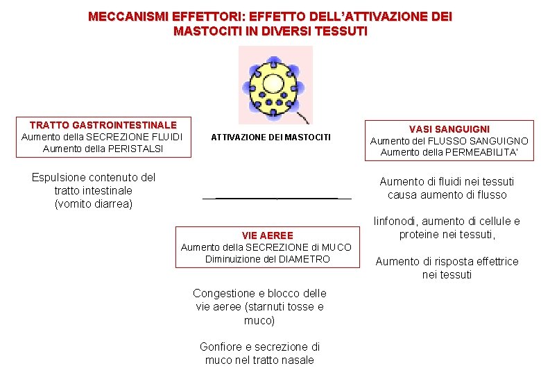 MECCANISMI EFFETTORI: EFFETTO DELL’ATTIVAZIONE DEI MASTOCITI IN DIVERSI TESSUTI TRATTO GASTROINTESTINALE Aumento della SECREZIONE