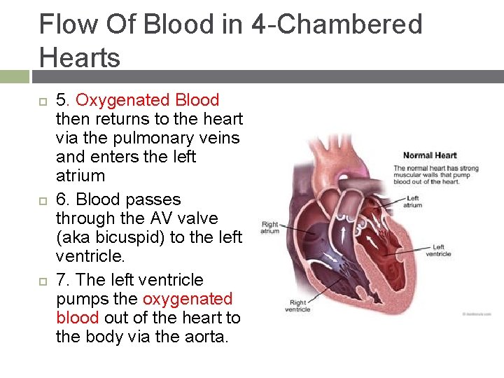 Flow Of Blood in 4 -Chambered Hearts 5. Oxygenated Blood then returns to the