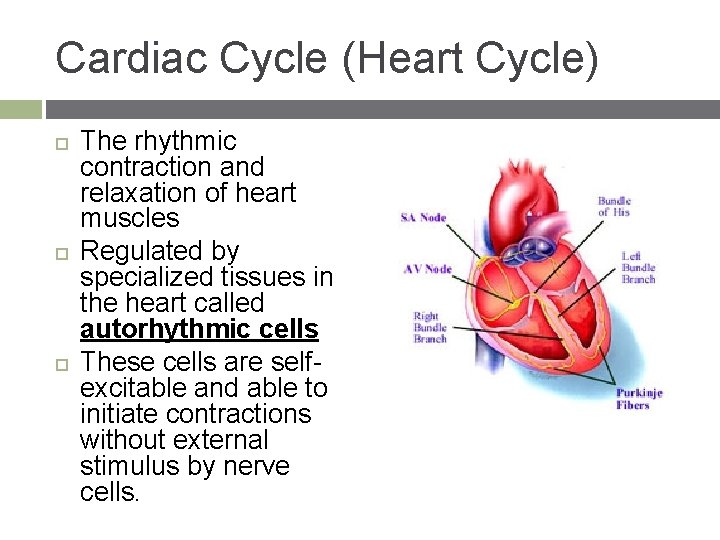 Cardiac Cycle (Heart Cycle) The rhythmic contraction and relaxation of heart muscles Regulated by