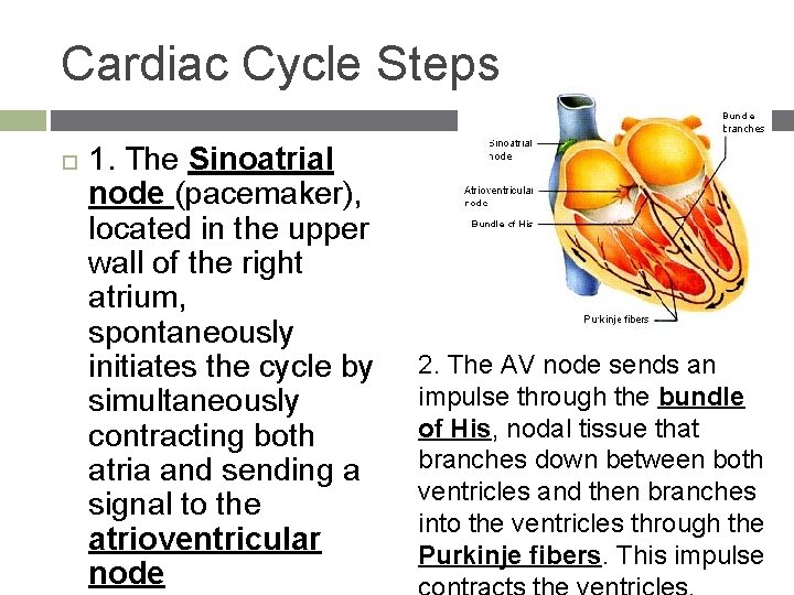 Cardiac Cycle Steps 1. The Sinoatrial node (pacemaker), located in the upper wall of