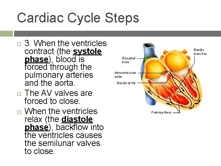 Cardiac Cycle Steps 3. When the ventricles contract (the systole phase), blood is forced