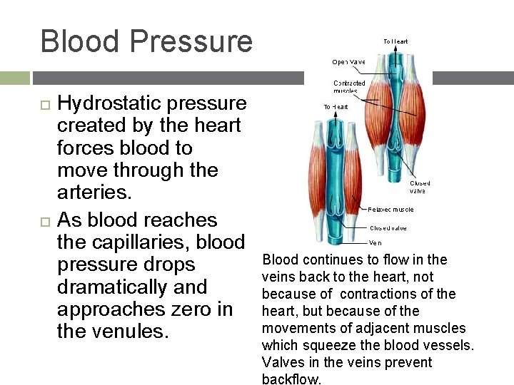 Blood Pressure Hydrostatic pressure created by the heart forces blood to move through the
