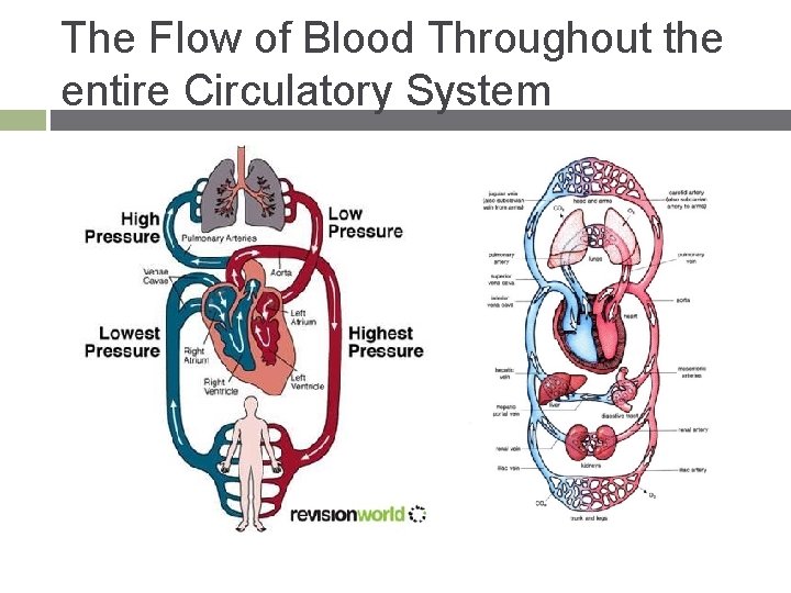 The Flow of Blood Throughout the entire Circulatory System 