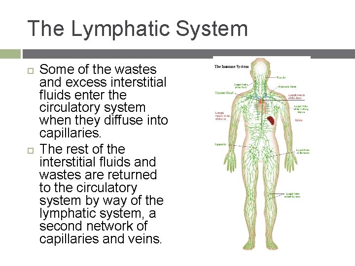 The Lymphatic System Some of the wastes and excess interstitial fluids enter the circulatory