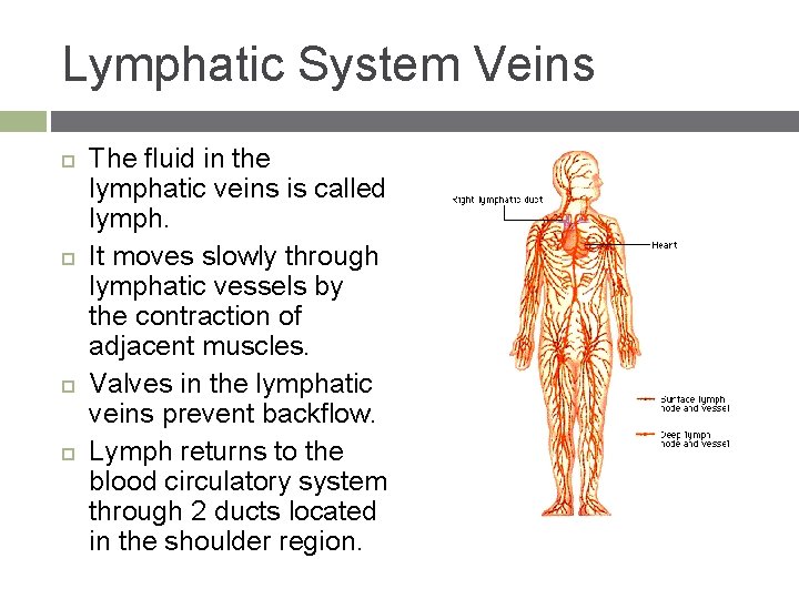 Lymphatic System Veins The fluid in the lymphatic veins is called lymph. It moves