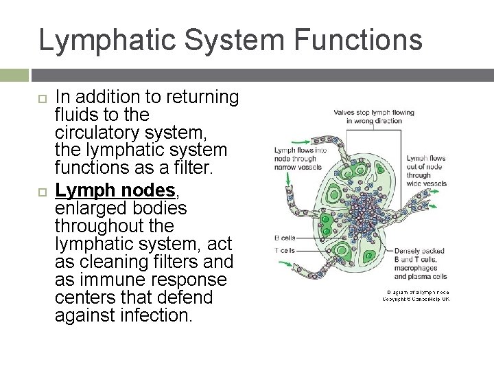 Lymphatic System Functions In addition to returning fluids to the circulatory system, the lymphatic