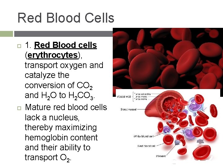 Red Blood Cells 1. Red Blood cells (erythrocytes), transport oxygen and catalyze the conversion