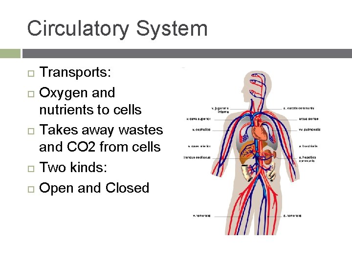 Circulatory System Transports: Oxygen and nutrients to cells Takes away wastes and CO 2