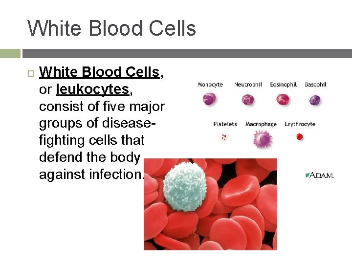 White Blood Cells White Blood Cells, or leukocytes, consist of five major groups of