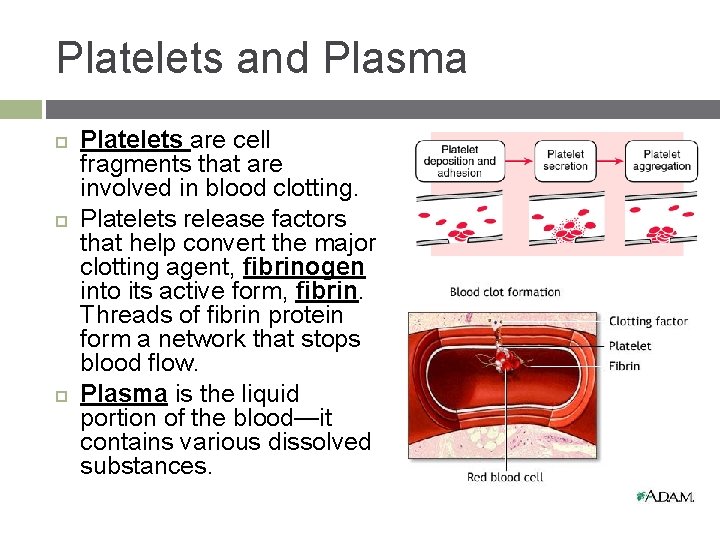 Platelets and Plasma Platelets are cell fragments that are involved in blood clotting. Platelets