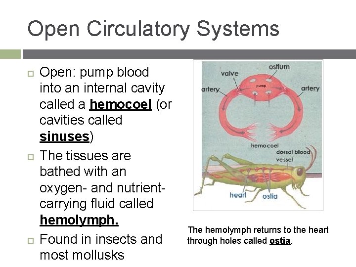 Open Circulatory Systems Open: pump blood into an internal cavity called a hemocoel (or