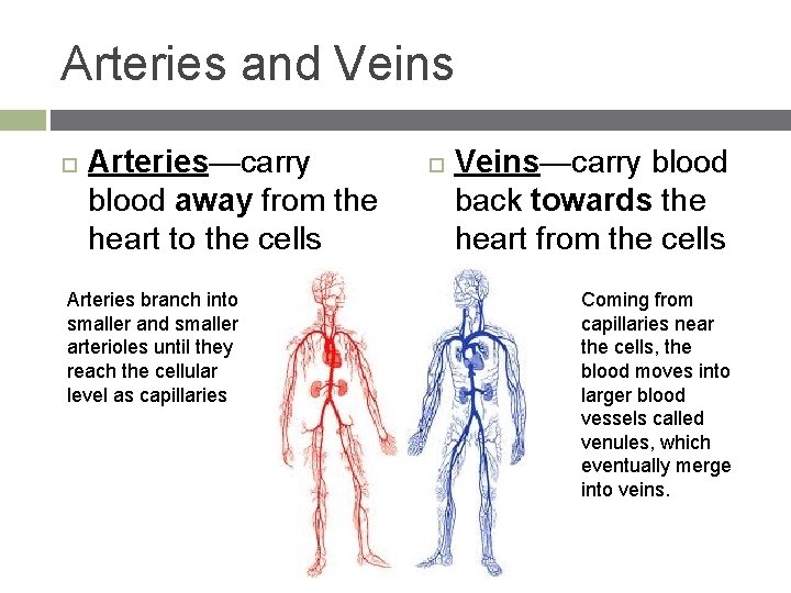 Arteries and Veins Arteries—carry blood away from the heart to the cells Arteries branch