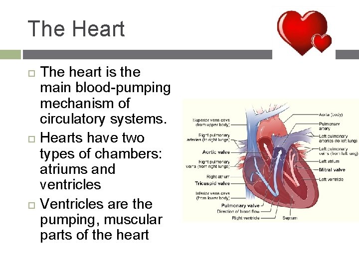 The Heart The heart is the main blood-pumping mechanism of circulatory systems. Hearts have