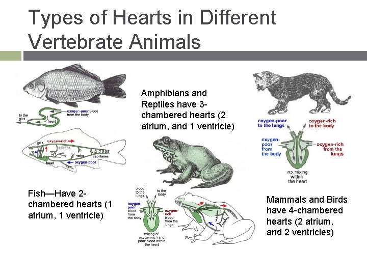 Types of Hearts in Different Vertebrate Animals Amphibians and Reptiles have 3 chambered hearts