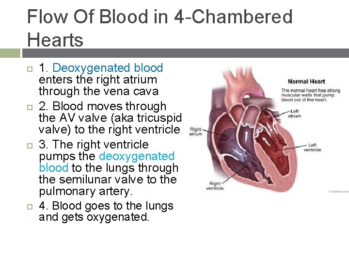 Flow Of Blood in 4 -Chambered Hearts 1. Deoxygenated blood enters the right atrium