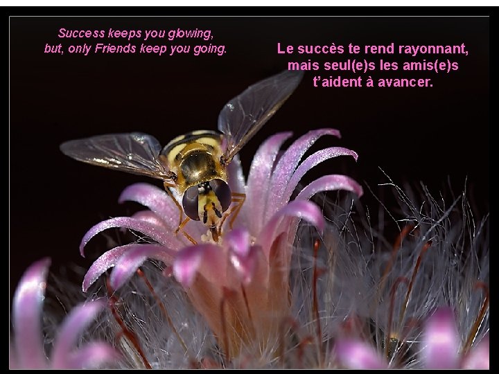 Success keeps you glowing, but, only Friends keep you going. Le succès te rend