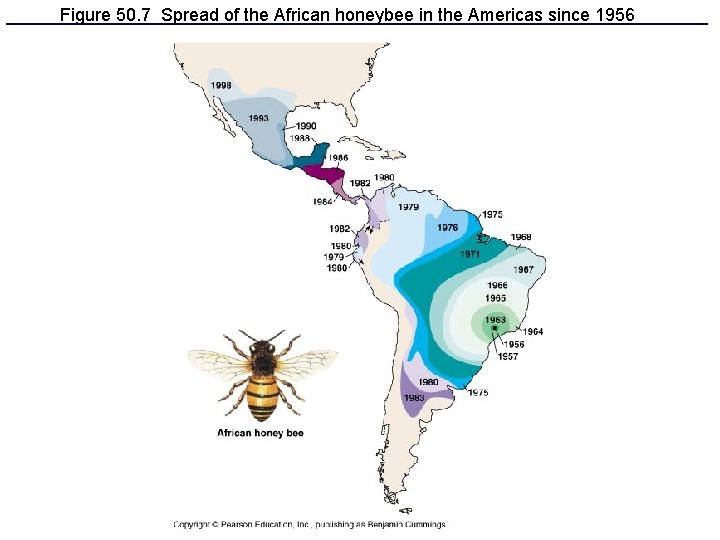 Figure 50. 7 Spread of the African honeybee in the Americas since 1956 