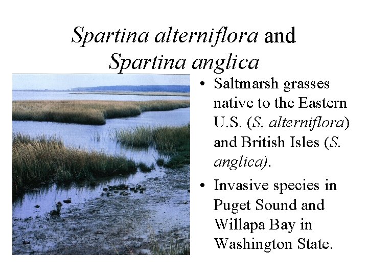 Spartina alterniflora and Spartina anglica • Saltmarsh grasses native to the Eastern U. S.