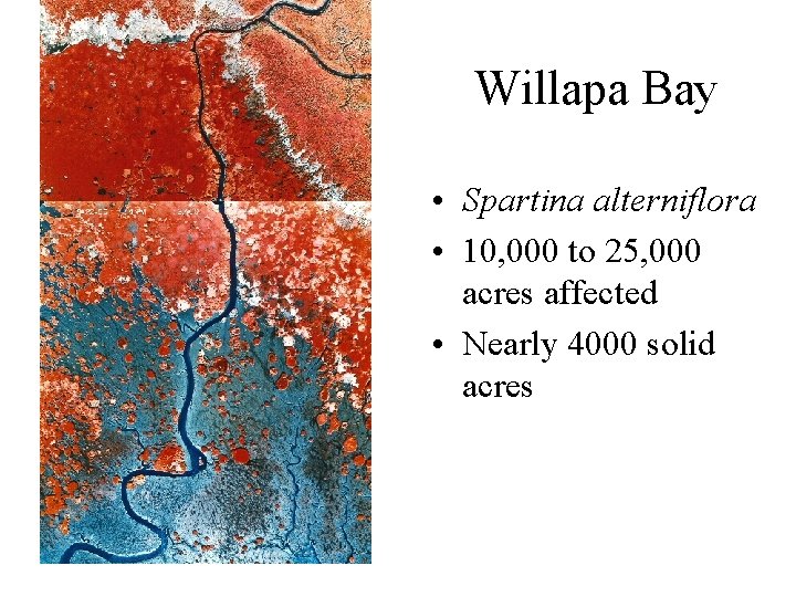 Willapa Bay • Spartina alterniflora • 10, 000 to 25, 000 acres affected •