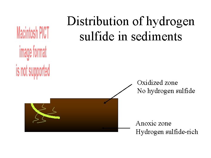 Distribution of hydrogen sulfide in sediments Oxidized zone No hydrogen sulfide Anoxic zone Hydrogen