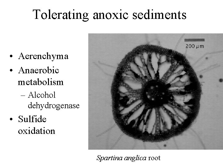 Tolerating anoxic sediments • Aerenchyma • Anaerobic metabolism – Alcohol dehydrogenase • Sulfide oxidation