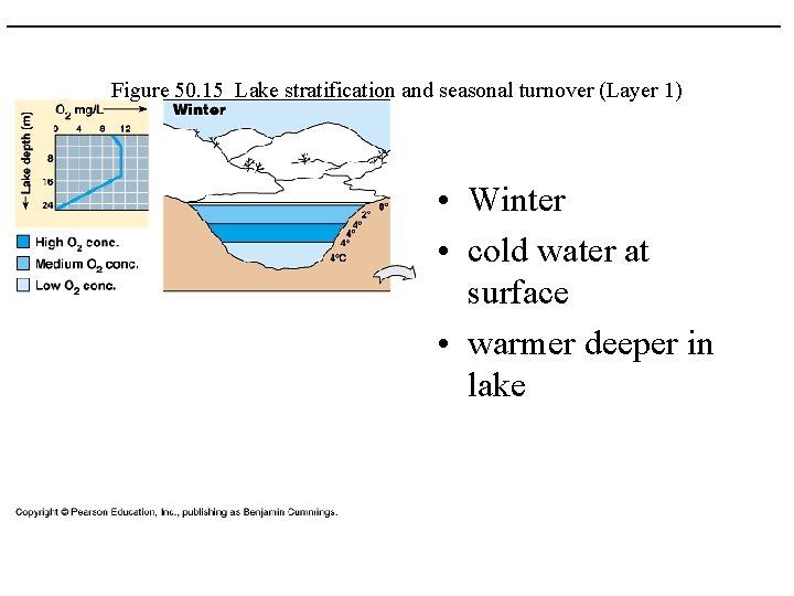 Figure 50. 15 Lake stratification and seasonal turnover (Layer 1) • Winter • cold