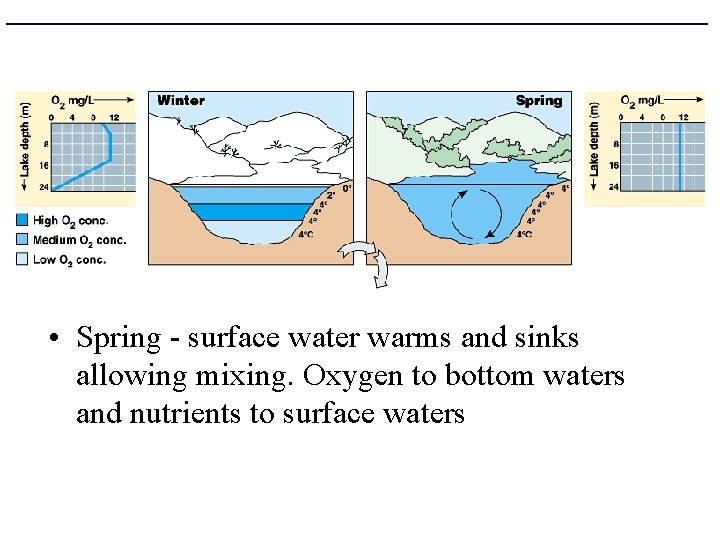  • Spring - surface water warms and sinks allowing mixing. Oxygen to bottom