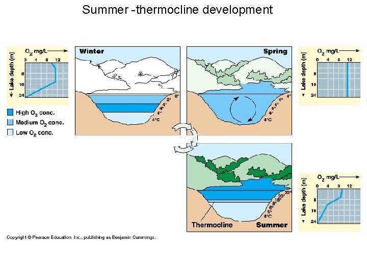 Summer -thermocline development 