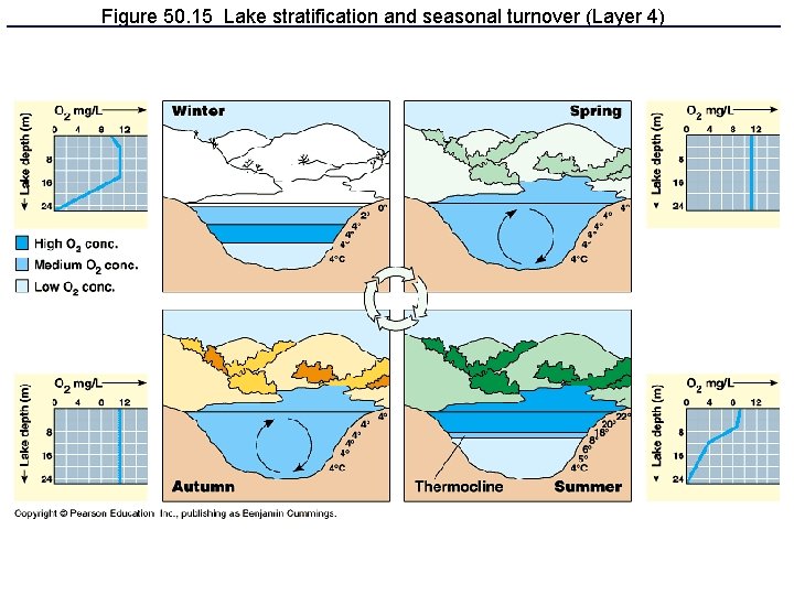 Figure 50. 15 Lake stratification and seasonal turnover (Layer 4) 