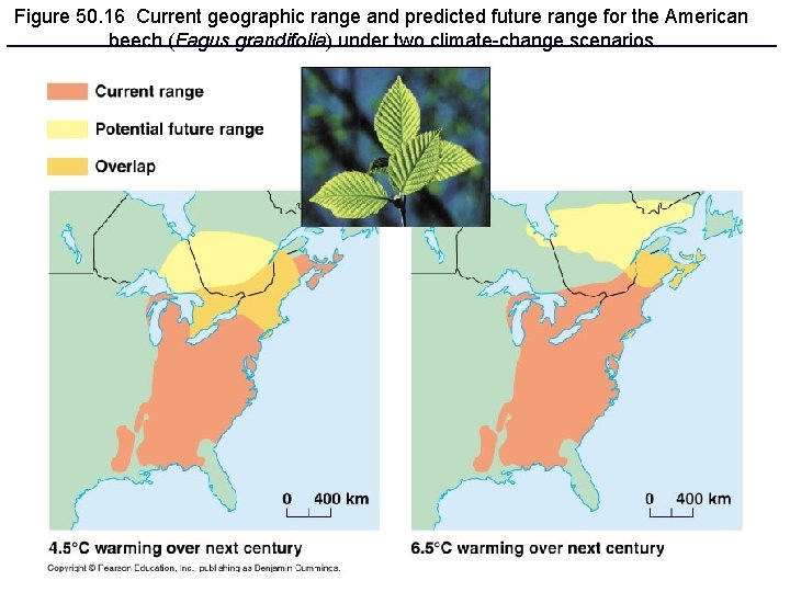 Figure 50. 16 Current geographic range and predicted future range for the American beech