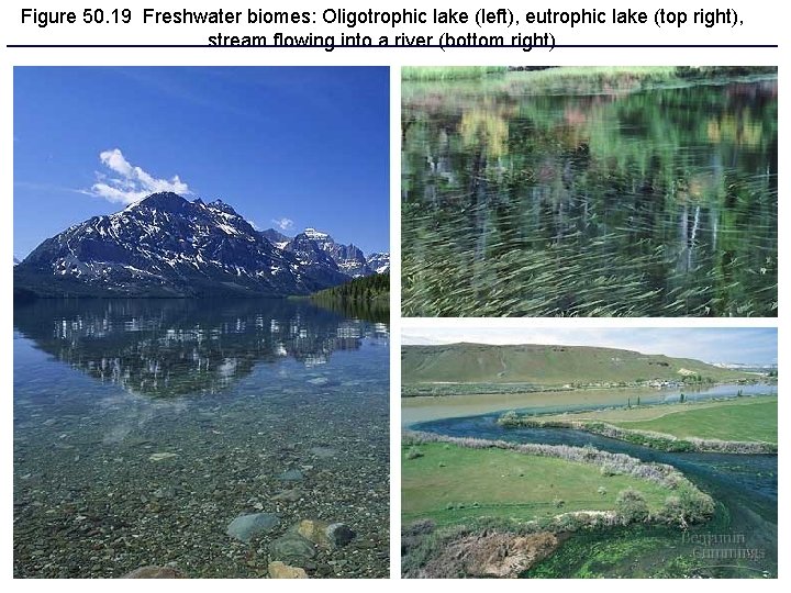 Figure 50. 19 Freshwater biomes: Oligotrophic lake (left), eutrophic lake (top right), stream flowing