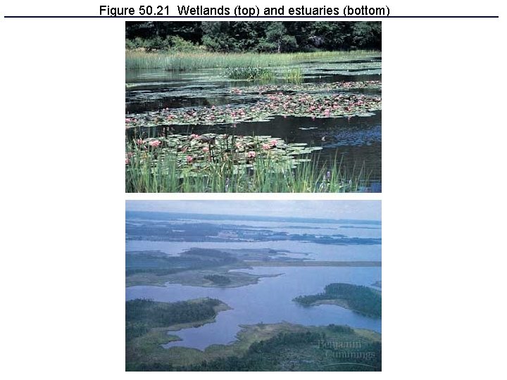 Figure 50. 21 Wetlands (top) and estuaries (bottom) 