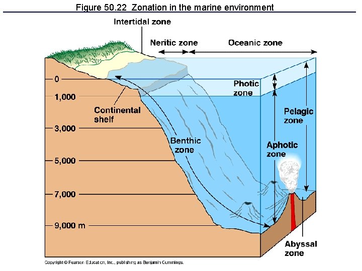 Figure 50. 22 Zonation in the marine environment 