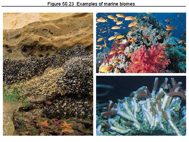 Figure 50. 23 Examples of marine biomes 