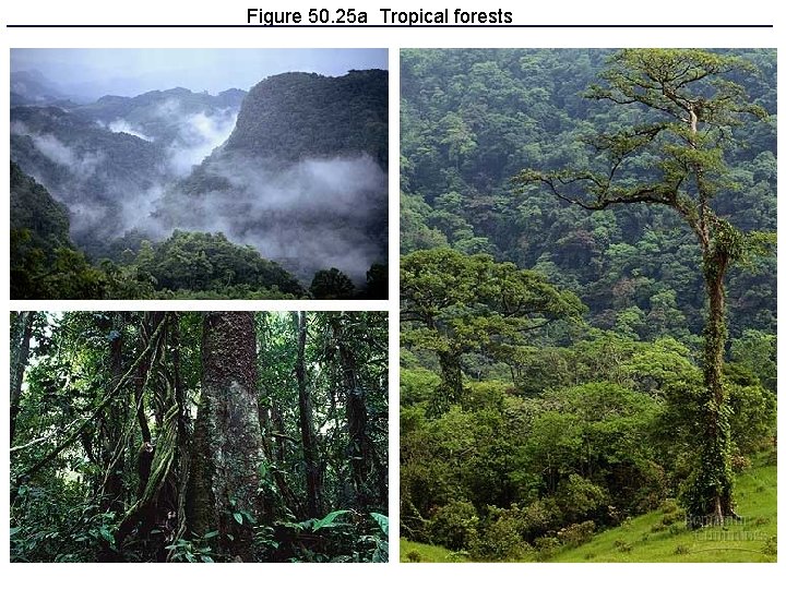 Figure 50. 25 a Tropical forests 