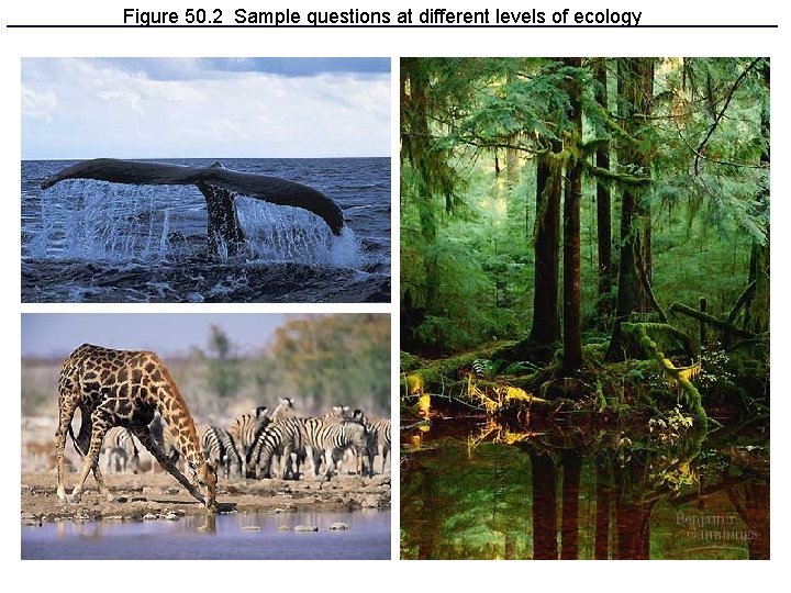 Figure 50. 2 Sample questions at different levels of ecology 