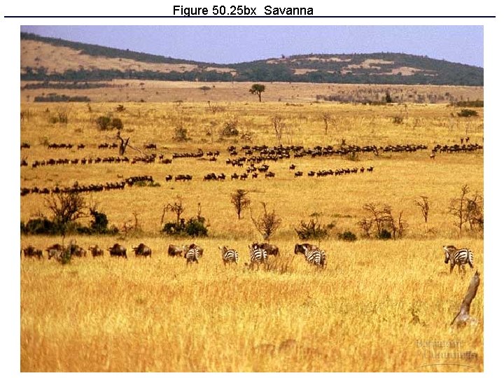 Figure 50. 25 bx Savanna 