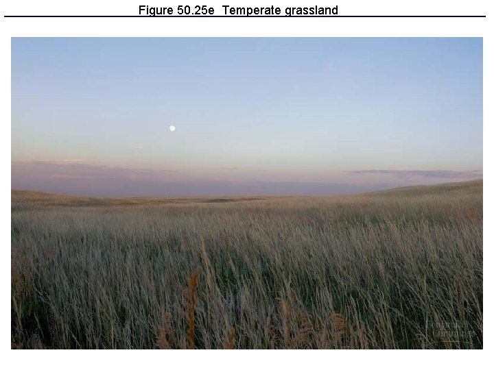 Figure 50. 25 e Temperate grassland 