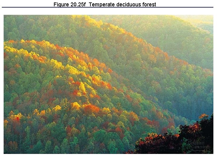 Figure 20. 25 f Temperate deciduous forest 
